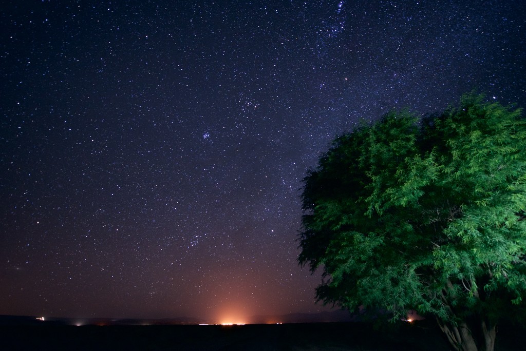 Lone Tree at Night by taffy