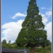 Lone tree by gosia