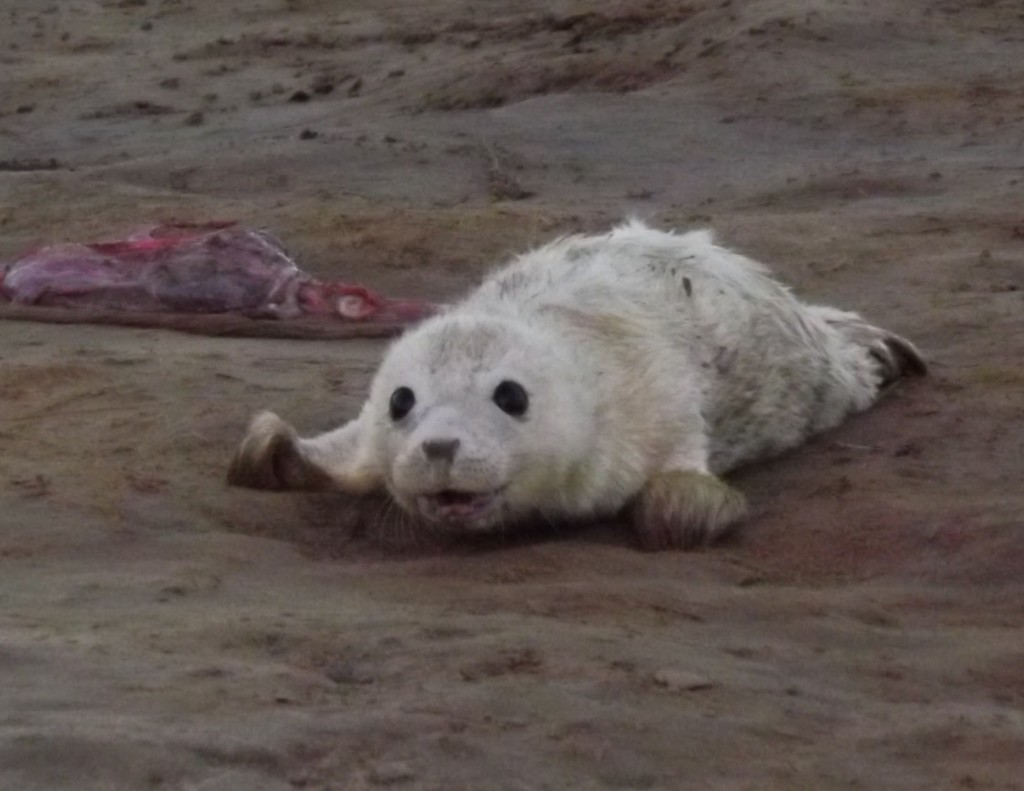 2 hour old seal pup by plainjaneandnononsense