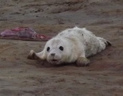 20th Dec 2014 - 2 hour old seal pup