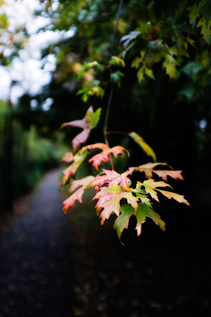 Day 287, Year 2 - Autumn Starts Here by stevecameras