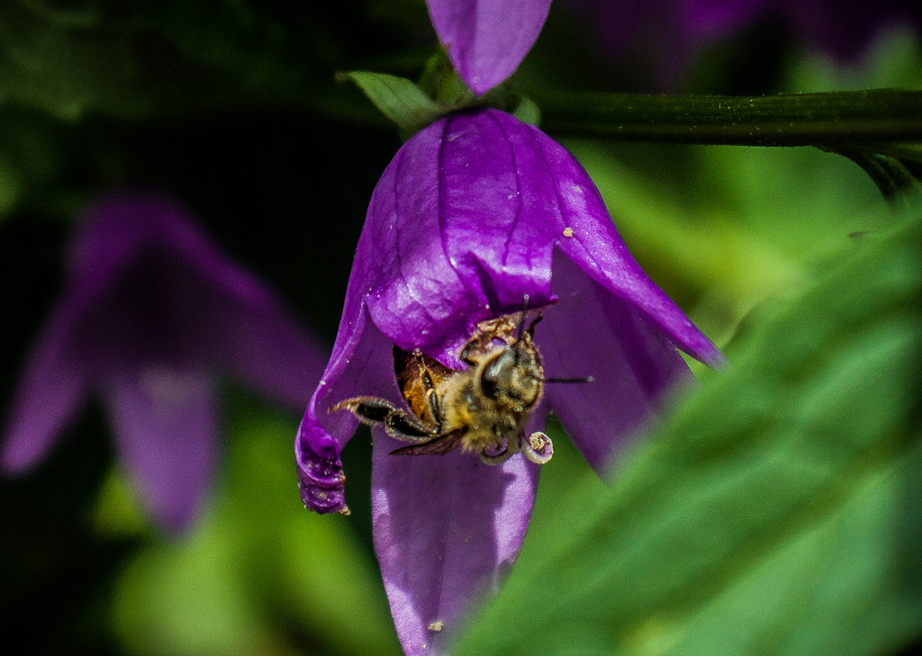 Bee.  by graemestevens