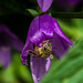 Bee.  by graemestevens