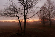 20th Dec 2014 - Foggy Morning Colors