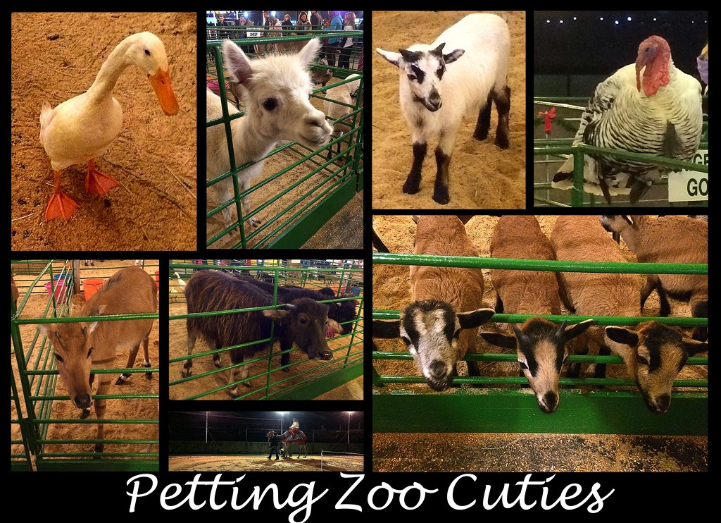Petting Zoo Cuties! by homeschoolmom