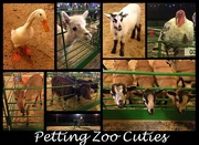 20th Dec 2014 - Petting Zoo Cuties!