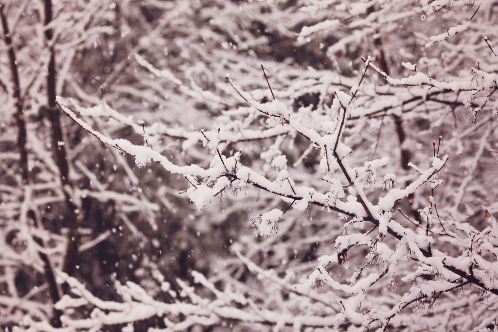 Snowy days by kiwichick