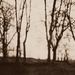 lensbaby trees by edie