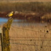 Meadowlark the Day Before Winter by kareenking