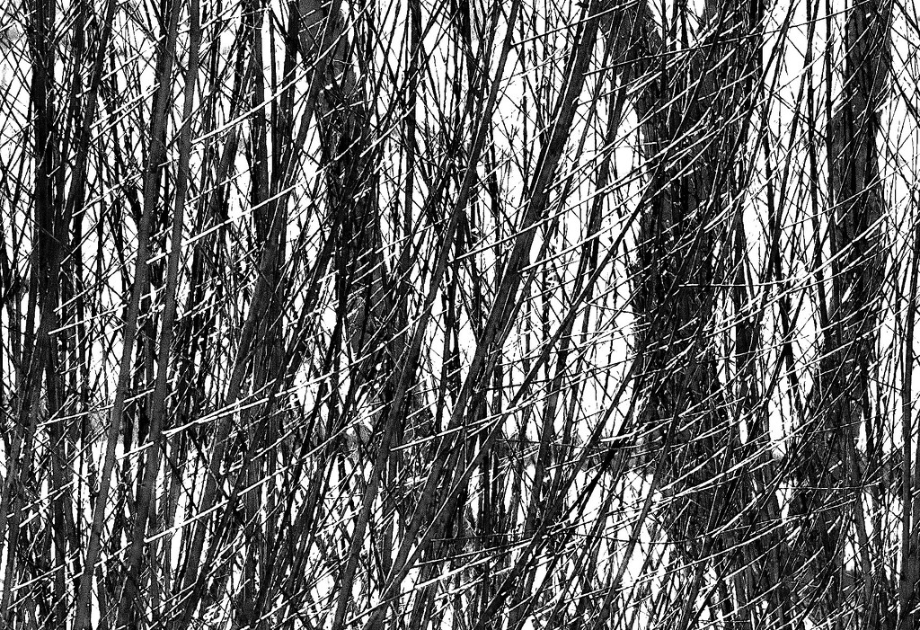 Midday thicket by dulciknit