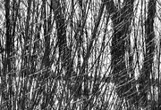 21st Dec 2014 - Midday thicket