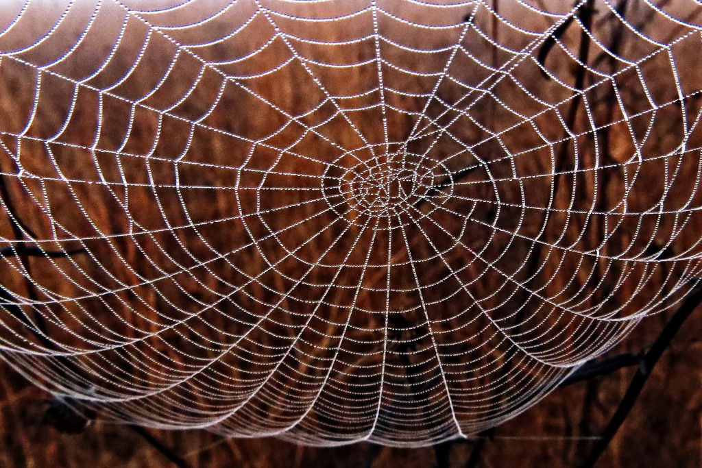 Huge Spider Web by milaniet