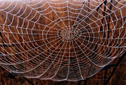 21st Dec 2014 - Huge Spider Web