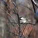 Chickadee on Fence! by fayefaye