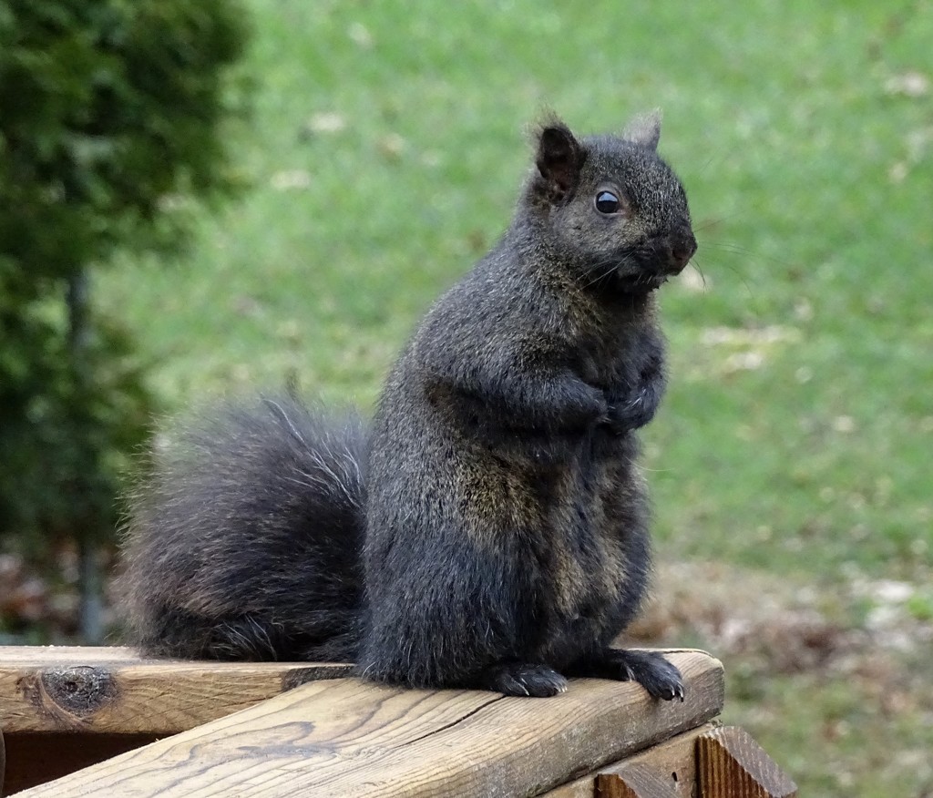 Black Squirrel by annepann