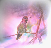 16th Dec 2014 -  Christmas Hummingbird 