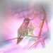  Christmas Hummingbird  by joysfocus
