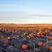 pumpkin heaven.... by earthbeone