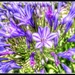 Agapanthus  by teodw