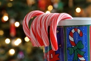 21st Dec 2014 - Candy Canes