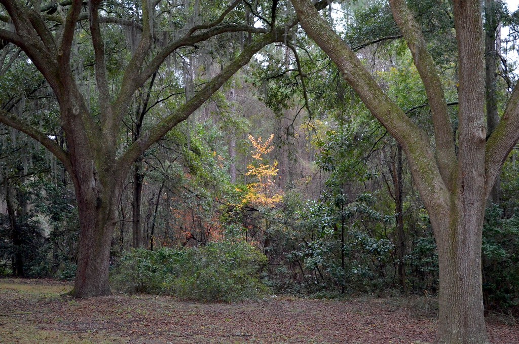 Last of the Fall color show, Charles Towne Landing State HIstoric Site, Charleston, SC by congaree