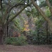 Last of the Fall color show, Charles Towne Landing State HIstoric Site, Charleston, SC by congaree