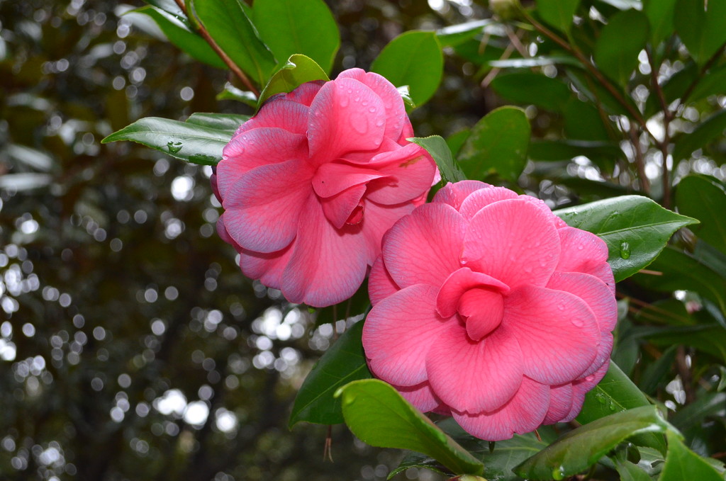 Camellias, Charles Towne Landing State Historic Site, Charleston, SC by congaree