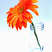 Gerbera flipped by onewing