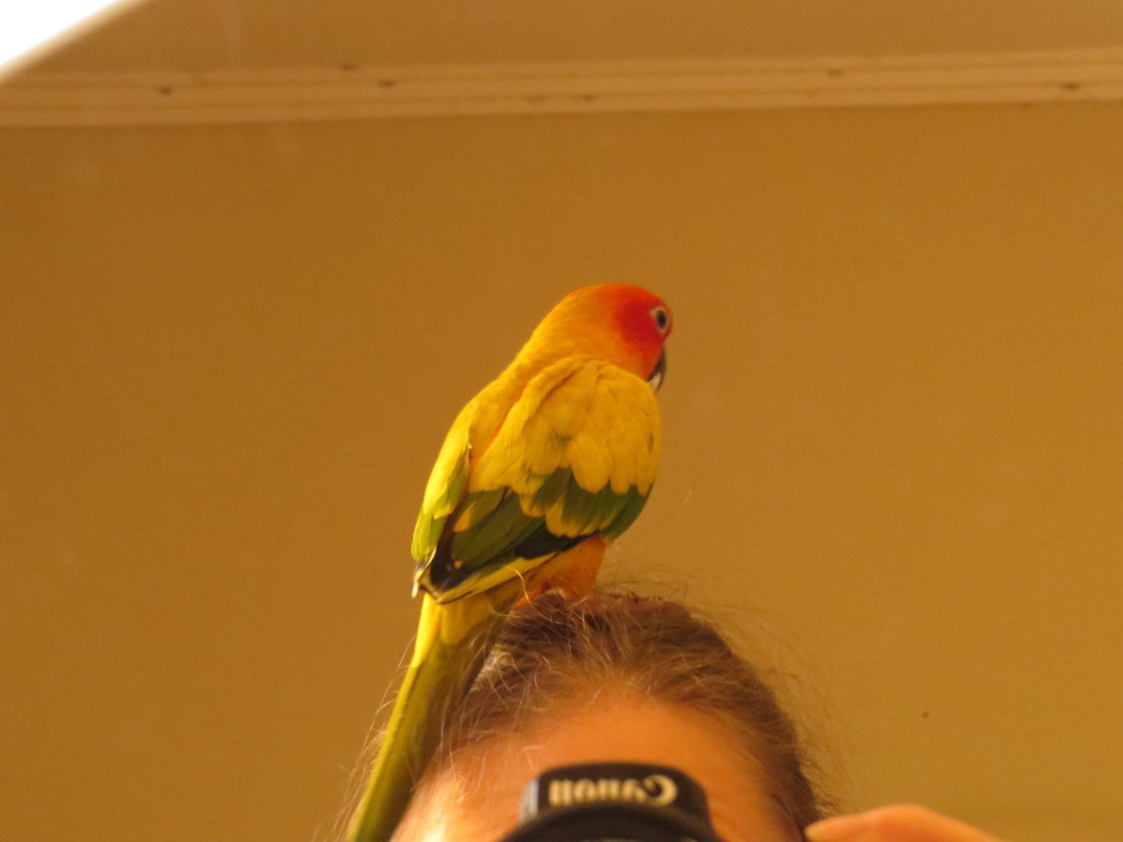 A bird on the head... by alia_801