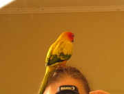 21st Dec 2014 - A bird on the head...