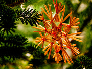 21st Dec 2014 - Ornament