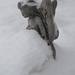 Day 176 - Snow Angel by ravenshoe