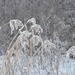 Day 171 - Frosty Fronds by ravenshoe