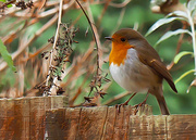 22nd Dec 2014 - 22nd December 2014 - Another day another Robin