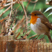22nd December 2014 - Another day another Robin by pamknowler