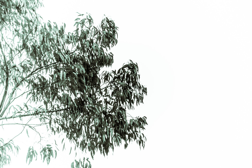 Eucalyptus in green by overalvandaan