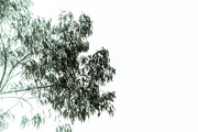 21st May 2015 - Eucalyptus in green