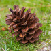 Pine cone by gosia