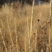 Sunlit Grasses by harbie