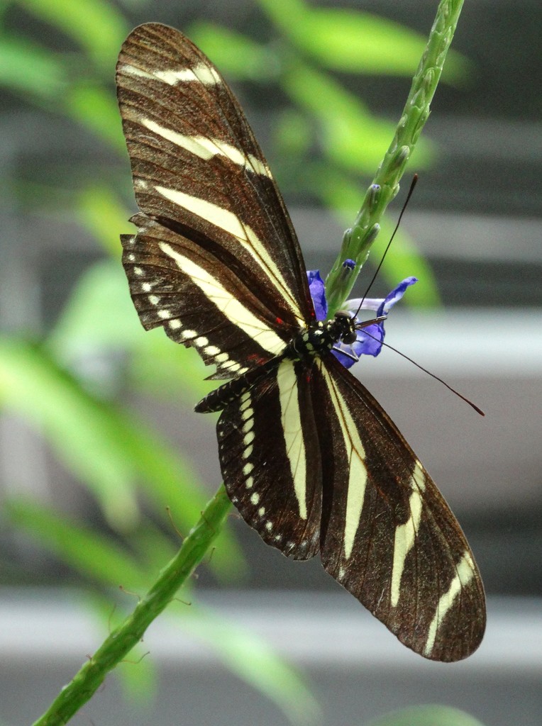 Zebra Longwing Butterfly by khawbecker