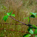 When thorny weeds meet rusty barbed wire.......... by gigiflower