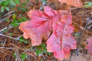 23rd Dec 2014 - Autumn oak leaf