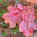 Autumn oak leaf by congaree