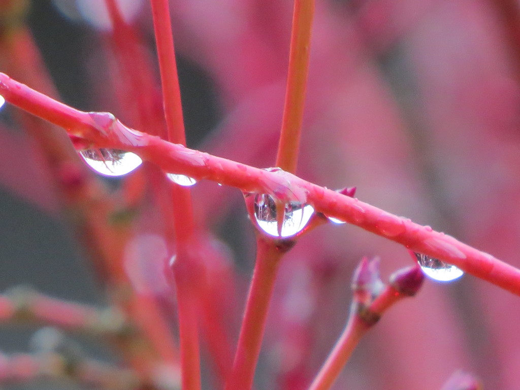 Rain Droplets by seattlite