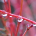 Rain Droplets by seattlite