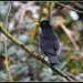 Windy blackbird by rosiekind