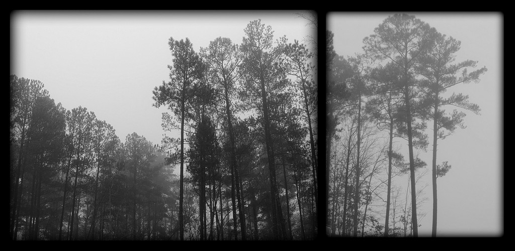 Trees in the Fog! by homeschoolmom