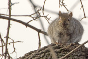 23rd Dec 2014 - Squirrel