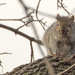 Squirrel by rminer