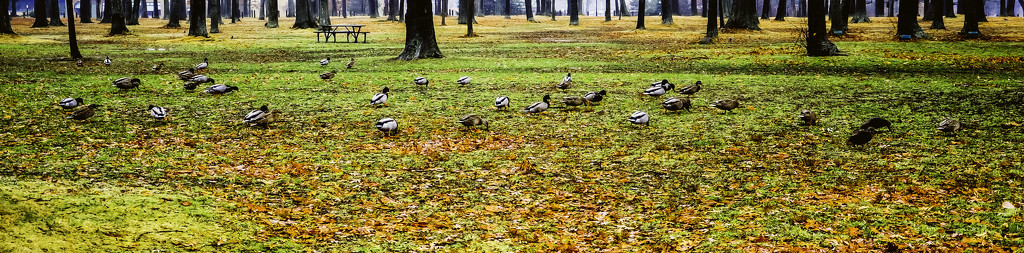 Ducks, ducks, everywhere ducks! by joansmor